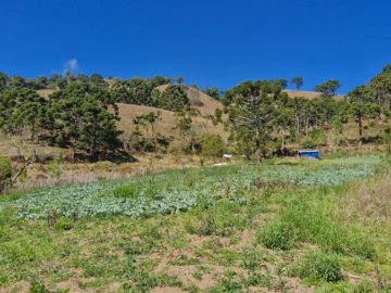 Terreno - Venda - Rural - Delfim Moreira - MG