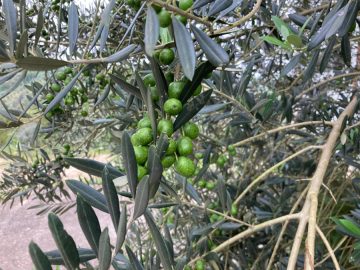 Sítio - Venda - Centro - Lorena - SP