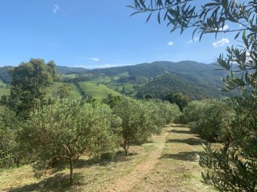 Fazenda - Venda - Caquende - Delfim Moreira - MG